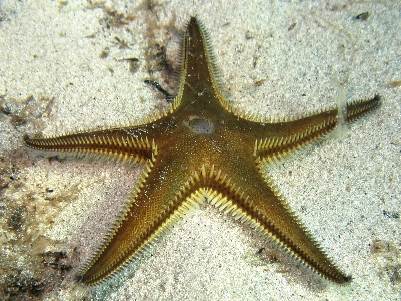 Astropecten bispinosus (Otto, 1823)